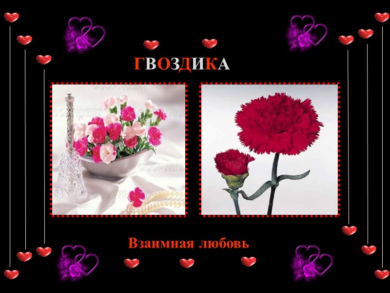 ГВОЗДИКА Взаимная любовь